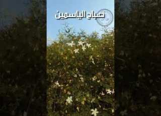  صباح الياسمين الشامي عالمنا