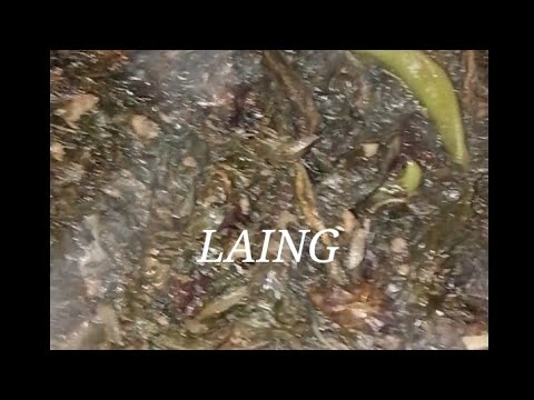 GATANG GABI YONON OFFICIAL