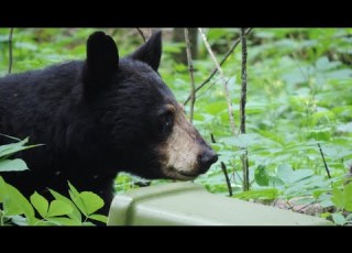 How To Bearproof Your Campsite