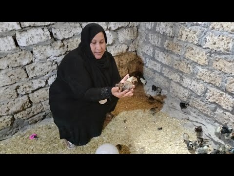 تانى يوم في دورة الكتاكيت الرزى فرز الديوك واهم تحصينات عشان الدورة تنجح وفراخك تشيل أعلى وزن تانى يوم في دورة الكتاكيت الرزى فرز الديوك واهم تحصينات عشان الدورة تنجح وفراخك تشيل أعلى وزن