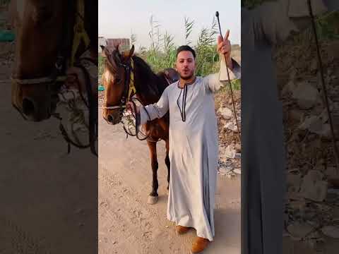 أحنا الصعايده وطبعنا طبع الأحرار Shrots