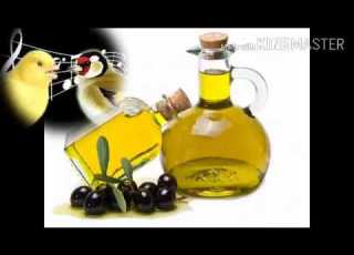  فوائد زيت الزيتون للطيور و كيفية تقديمه