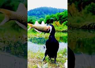 Meet The Skilled Hunter The Cormorant