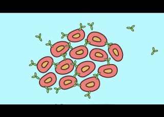 How To Sort Cells The Flow Cytometry Facility At USC Stem Cell