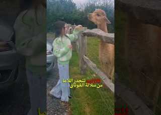 مدهش شاهد الحيوان الذي يبصق على وجوه الناس Shorts