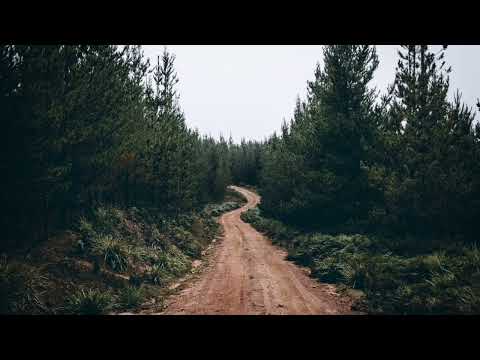 موسيقى الطبيعة وأصوات الغابات الجميلة موسيقى للإسترخاء