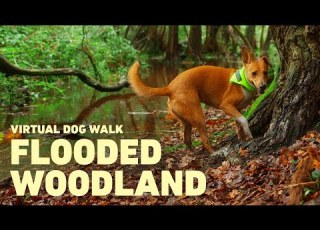 NO ADS Tv Für Hunde Virtueller Hundespaziergang Durch Den Wald Hunde Entspannungsmusik