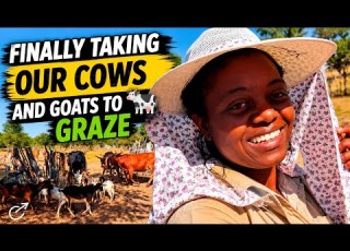 Finally Taking Our Cows And Goats To Graze Village Life Vlog