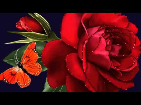 ابوعركي البخيت انت معاي في جواي