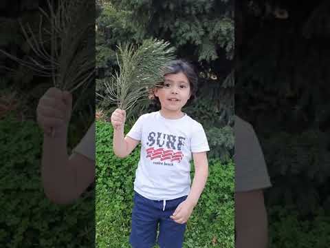 لحن اوصنا احد الشعانين ميكائيل