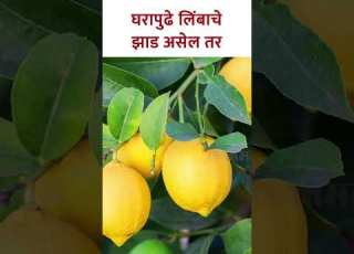 घर प ढ ल ब च झ ड अस ल तर Vastu Shastra Tips For Lemon Tree Marathi Vastu Tips SG5
