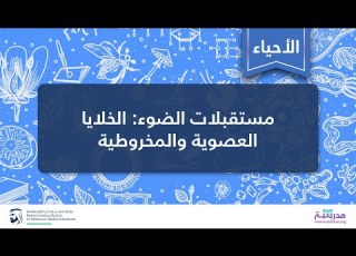  مستقبلات الضوء الخلايا العصوية والمخروطية الأحياء