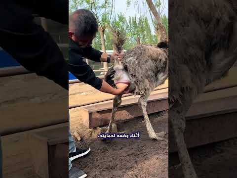 لن تصدق كيف تضع النعامة بيضتها Shorts