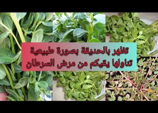 الرجلة أو البربين أو الحمگة Purslane أو البقلة عشبة برية تظهر بالحديقة لا تقلعوها ازرعوا وكاثروا