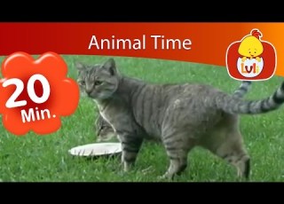Animal Time Luli TV Specials Cartoon For Children Luli TV