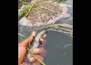 Catching Hassa By Hand