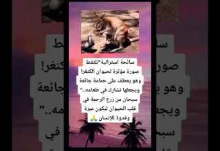 هل تعلم ان سائحة استرالية تلتقط صورة مؤثرة لحيوان الكنغر وهو يعطف على حمامة جائعة