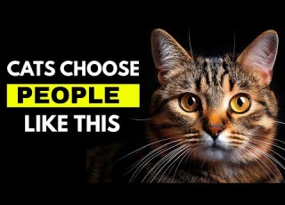 What Kind Of People Do Cats Love The Most