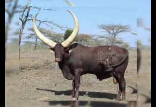 2025 LUGOLA YOMBO SONG BHASHABIKI BY EMMA STUDIO 0689 846 128