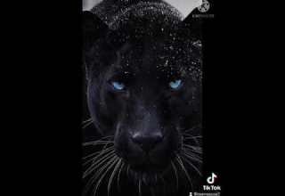 صور النمر الأسود Black Tiger
