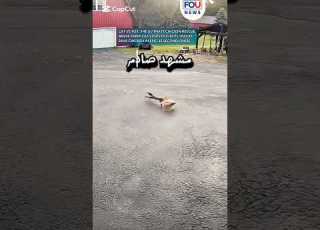  ثعلب يمسك دجاجة ونهاية غير متوقعة عالم الحيوانات مواقف صادمة ثعلب قطط لحظات صادمة