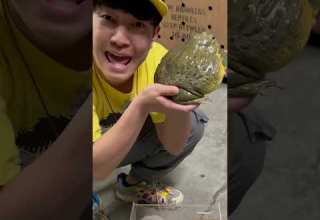 I Discovered A Monster Frog