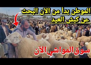 المواطن الجزئري بدأ من الان شراء كبش عيد الأضحى 2026 تابع آخر أحبار أسعار الكباش على المباشر