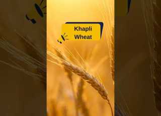  खपल ग ह Khapli Wheat Khapli Gehun Emmer Wheat