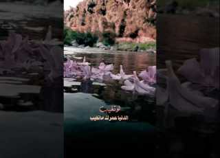 كل شيء حولي يذكرني بشيء الأماكن الاماكن محمد عبدة محمد عبده فنان العرب الفنانه احلام ابلور