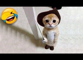  Funniest Cats And Dogs Funny Animal Videos 9