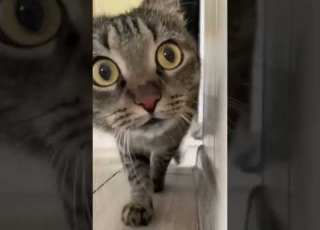  قطة تاكل سميري قطة صغيرة قطة كيوت Cat Samiri