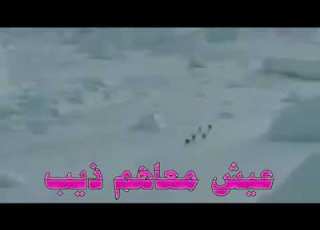  عيش معاهم ذيب ا اجمل أ غنية في عالم 2019