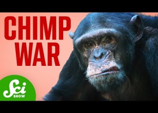  The Chimp War That Shocked The World