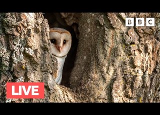 LIVE Springwatch Bird Cam Day 8 2022 BBC