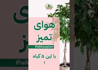  ۵ گیاه تمیز کننده هوا بخش 1 گل گیاه گیاهان آپارتمانی هوای پاک آموزش