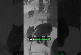 استراتژی مخفی گرگ ها فاش شد Shorts