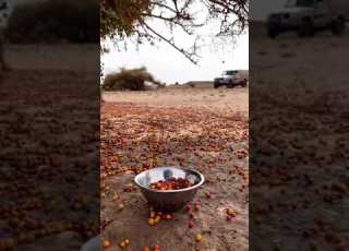  طريقة جني ثمار السدر النبق وهي ثمره لذيذه تؤكل