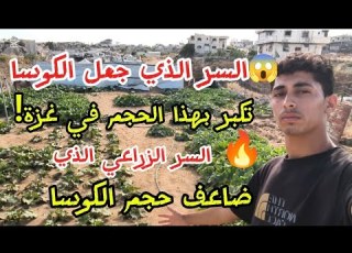 السر الذي جعل الكوسا تكبر بهذا الحجم في غزة السر الزراعي الذي ضاعف حجم الكوسا