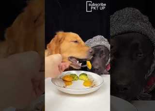 U Htt Epp1599 The Table Witnessed Everything Golden AndLabrador Cute Pet Debut Plan Go