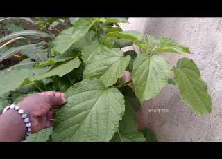 This Medicine Is Called Kisekeseke Did You Know It Treats Fever And Many More