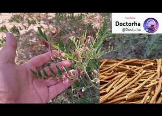 شیرین بیان Glycyrrhiza Glabra