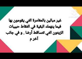انتاج كتابي حول جني الزيتون