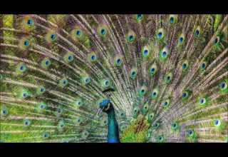 اغنية دبلوماسى فارس