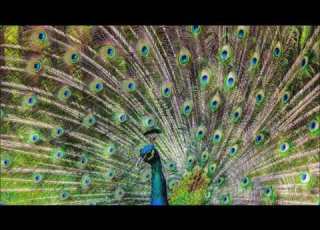 اغنية دبلوماسى فارس