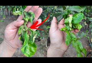 علاج شجرة الليمون من امراضها التواء وانكماش اوراق الليمون علاج طبيعي من المنزل لن تحتاج شراء علاج