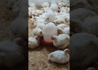 2مشروب من عمر 27يوم لحد عمر 35يوم توصل الفراخ البيضة وزن من 2كيلو ونص إلى 3كيلو ونص للحم ابلور