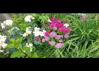 06 17 2026 Everything Is Blooming A Cold June The Roses Are Beautiful