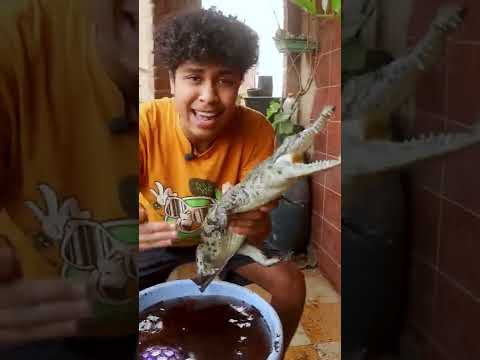 دي مش سلحفة دا تمساح Shorts