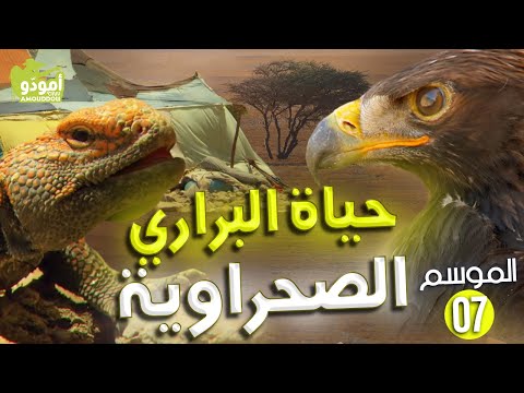 AmouddouTV 108 أمودو حياة البراري الصحراوية