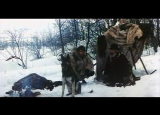Белый Клык и одинокий охотник 1975